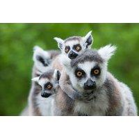 Hoo Zoo & Dinosaur World for 2 Adults & 2 Children - Telford - Shropshire