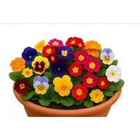 Winter Rainbow Bedding Collection with Colourful, Hardy Plug Plants