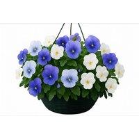 Viola 'Ocean Blues' Pre-Planted Basket - Pack of 1 or 2