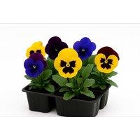 Up to 72 Pansy 'Universal Mixed' F1 Hybrid Floral Plants - 3 Options