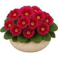 Vigorous F1 Primrose 'Husky Raspberry Punch' Plug Plants for Spring Colour