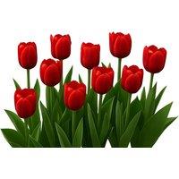 Tulip Patio Mix - Four Colourful Cultivars for Spring Displays