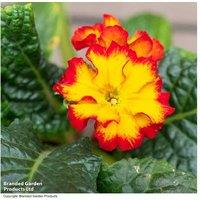 Polyanthus Firecracker Flowering Perennial Plug Plants - Up to 48 Pack