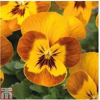 Viola Sorbet HoneyBee Flowering Plug Plants - Up to 72 Hardy Bedding Plants