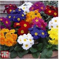 Polyanthus 'Crescendo Mixed' - Winter Hardy Flowering Plug Plants (Up to 72)