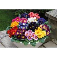 Primrose Husky Mixed Plug Plants - Hardy Winter Flowering Perennial (Up to 72 Plants)