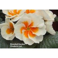 Primrose 'Buttercream' Plug Plants - Flowering Perennial, Up to 72