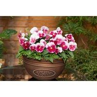 Pansy 'Raspberry Blush' Flowering Plug Plants - Up to 72 Plants
