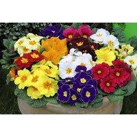 Primrose Scented Polyanthus Mix - Hardy Perennial Flowering Plants (24, 48 or 72 Plug Plants)