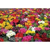 Primrose 'Giant Flowered Mix' - 24, 48 or 72 Plug Plants, Hardy Perennial
