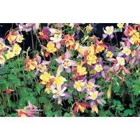 Aquilegia 'Mrs Scott-Elliott' Hardy Perennial Flowering Plants - 24 Mixed Plug Plants