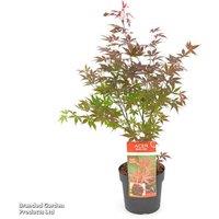 4 Red Japanese Maple (Acer Palmatum) Trees - Compact Ornamental