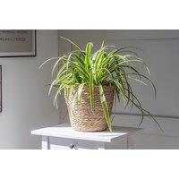 Spider Plant (Chlorophytum comosum) Houseplant - Air Purifying, Easy Care, 50cm Mature Size