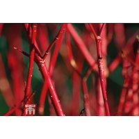 Dogwood Cornus Alba 'Sibirica' - Hardy Shrub, Red Winter Stems, 9cm Pots