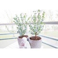 Eucalyptus gunnii 'Azura' - Compact Evergreen Tree, Silvery-Blue Foliage (1, 2 or 3 Plants)