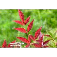 Nandina Obsessed Shrub - Multi-Seasonal Colour, Compact & Hardy