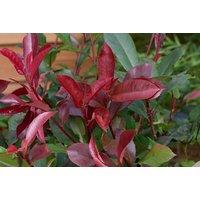 Photinia Red Robin Evergreen Shrub - Award-Winning, Colourful Foliage (1, 2 or 3 Plants)