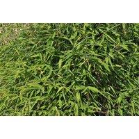 Fargesia Murieliae Bamboo - Clumping, Evergreen Privacy Plant (1 or 2 Pots)