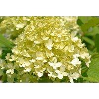 Hydrangea paniculata 'Limelight' Hardy Flowering Shrub - 1, 2 or 3 Plants