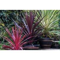 Cordyline Southern Splendour Evergreen Shrub - Architectural, Hardy, 4m