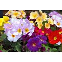 Polyanthus 'Most Scented Mixed' Perennial Plug Plants - Up to 72 Fragrant Blooms
