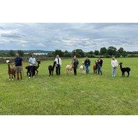 Alpaca Walking: Feed, Photos - Child / Adult / Family Options