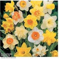 Mixed Spring Daffodil Bulbs - Flowering Perennial, 45cm Tall