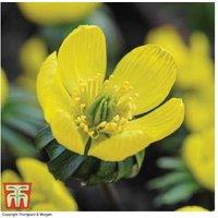 Winter Aconite Bulbs - Early Flowering Perennial, Golden Blooms