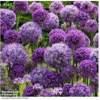 Allium Cut Flower Collection - Perennial Flowering Bulbs, Tall & Bee-Friendly