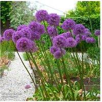 Allium 'Globemaster' Flowering Bulbs - Giant Perennial, RHS Award Winner