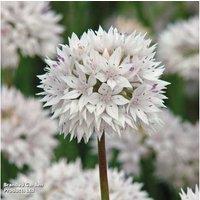 Allium 'Graceful Beauty' Flowering Bulbs - Ornamental Perennial