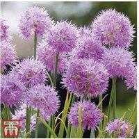 Allium Rosy Dream Bulbs - Compact Flowering Perennial, 40cm