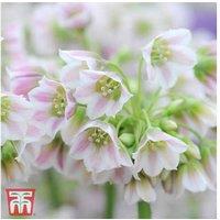 Allium siculum (Nectaroscordum) Flowering Bulb - Hardy Perennial, 120cm Tall