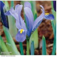 Dwarf Iris Harmony Bulbs - Early Spring Flowering Perennial (50 Pack)
