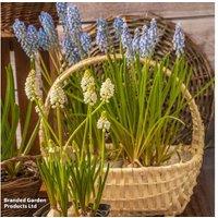 Muscari Blue & White Mix Bulbs - Flowering Perennial, 20cm Height, Wildlife Friendly