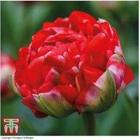 Tulip 'Boombastic Red' Bulbs - Peony-Flowered, Compact, Hardy Spring Perennial
