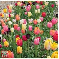 Tulip Full Border Mix Bulbs - Flowering Spring Perennial, 20-60cm