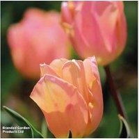 Tulip 'Apricot Beauty' Flowering Bulbs - Peach Triumph Tulips for Borders & Containers