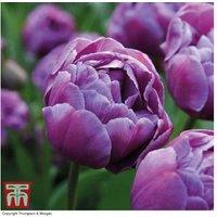 Tulip 'Blue Diamond' Peony-Flowering Bulbs - Violet-Purple Blooms, 40cm Tall