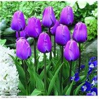Tulip Bulb Collection - Magic Lavender & Mango Charm, Spring Flowering, 45cm Tall