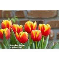 Tulip 'Pride of Europe' Bulbs - Mid-Season Flowering, Striking Crimson-Yellow Blooms
