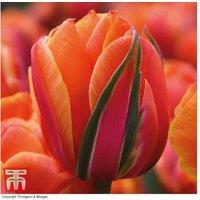 Tulip 'Queensday' Double Flowering Bulbs - Peony-Style, Fragrant, 45cm
