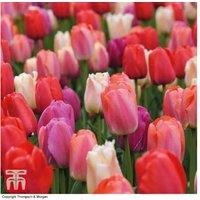 Tulip Sunset Shades Bulbs - Vibrant Flowering Spring Bulb Collection