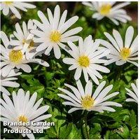 Spring Flowering Bulb Collection - Tulip, Hyacinth & Anemone Mix (Up to 60 Bulbs)