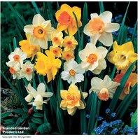 Daffodil Sunshine Mix Bulbs - Flowering Spring Perennial, Up to 40 Bulbs