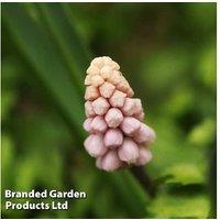 Muscari 'Pink Sunrise' Flowering Bulbs - Perennial Spring Bloomer, Compact, Easy-Care
