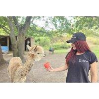 1 Hour Alpaca Meet and Greet for up to 4/Family - Birmingham