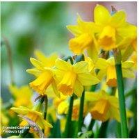 Miniature Daffodil Bulb Mix - Dwarf Narcissus, Early Spring Flowering, 15cm Height