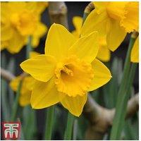 Daffodil 'Golden King Alfred' Bulbs - Classic Yellow Spring Flowering, 40cm Tall