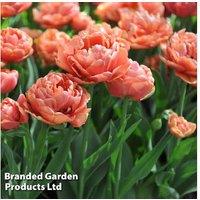 Tulip 'Copper Image' Flowering Bulbs - Warm Sunset Tones, 8/16/32 Pack